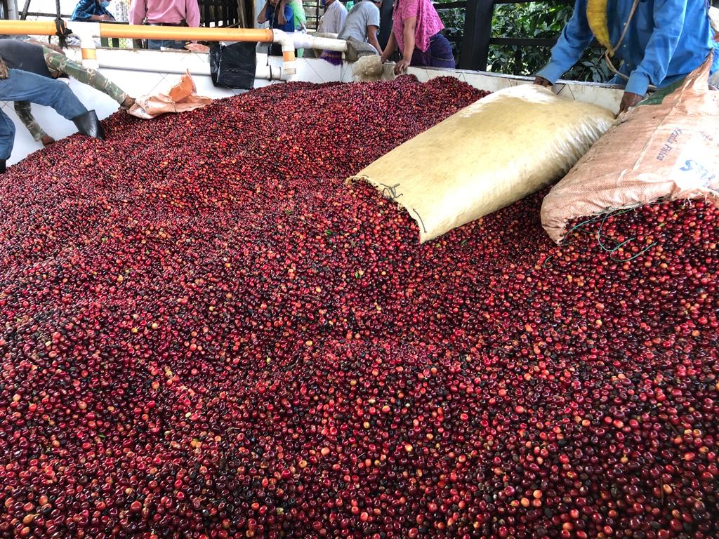 A large pile of red coffee cherries spread across a surface, with two large sacks resting on top and several people visible in the background handling the cargo.