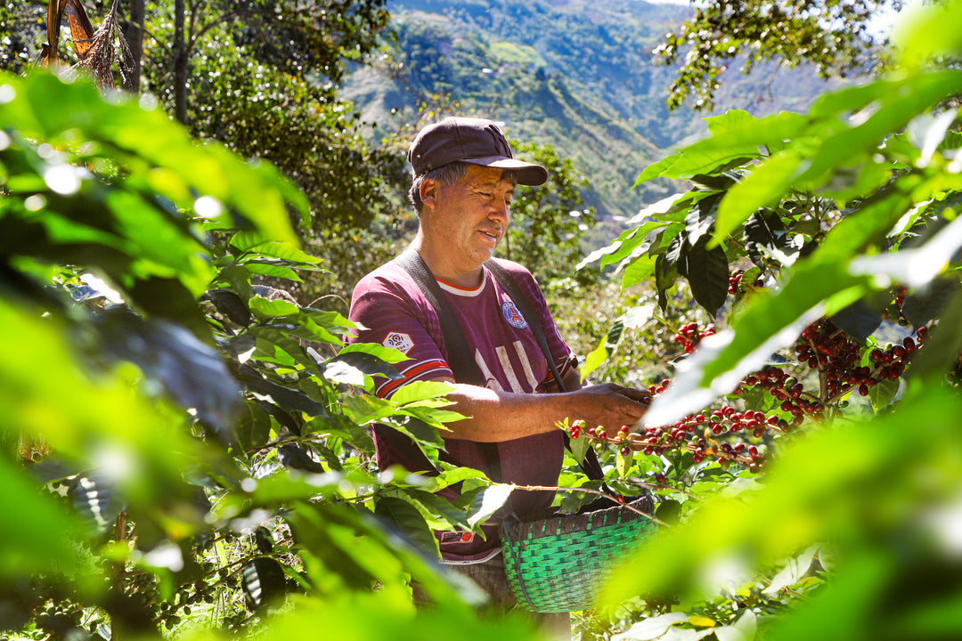 A man wearing a dark cap and a maroon t-shirt harvests red coffee cherries from green coffee plants, holding a green basket, with a mountainous forested landscape in the background.