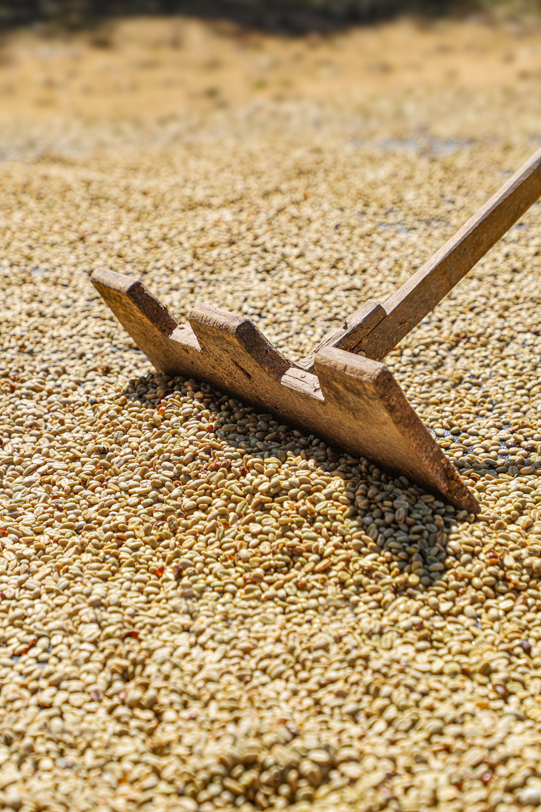 A close-up outdoor shot of a wooden rake or spreader resting on a bed of small beige and tan coffee beans under bright sunlight.