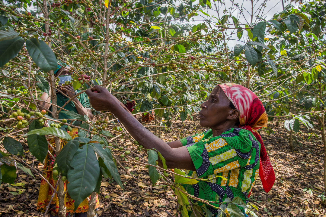 A woman wearing a green and yellow patterned shirt and a red and white headscarf reaches toward small green berries on a coffee plant in a farm field.