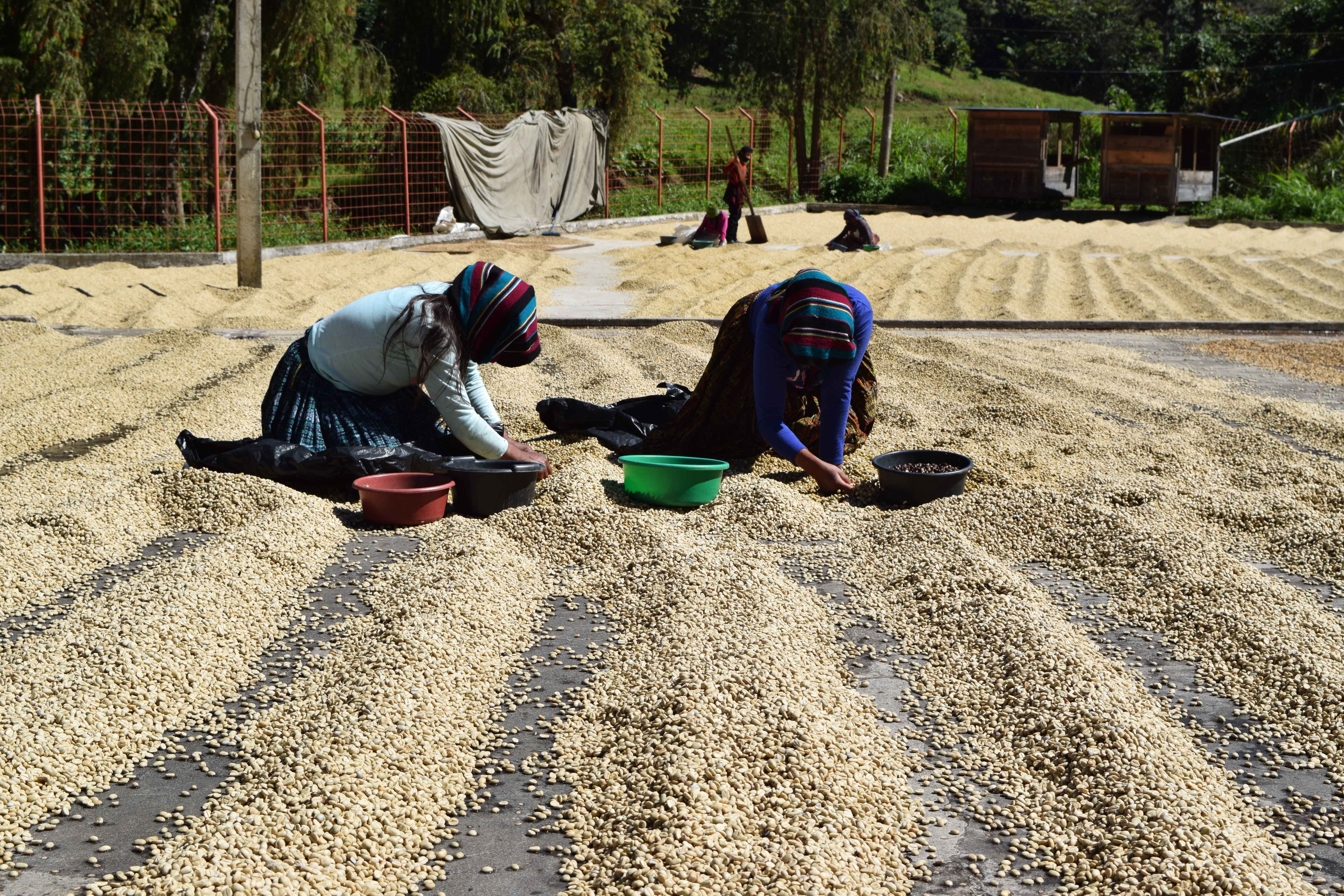 Two women in colorful traditional clothing work on the ground, using small bowls to collect dried beans or grains spread out in long rows for sun drying. The scene is set outdoors in a rural environment with trees, fencing, and small structures in the background.