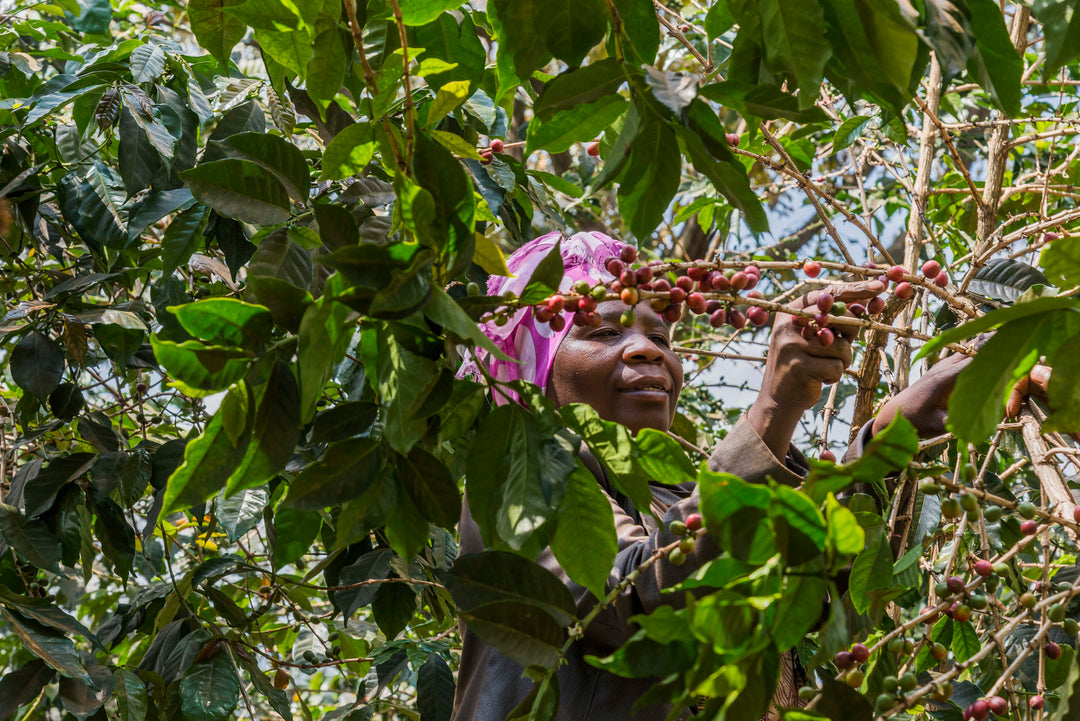Person picking coffee cherries from a tree