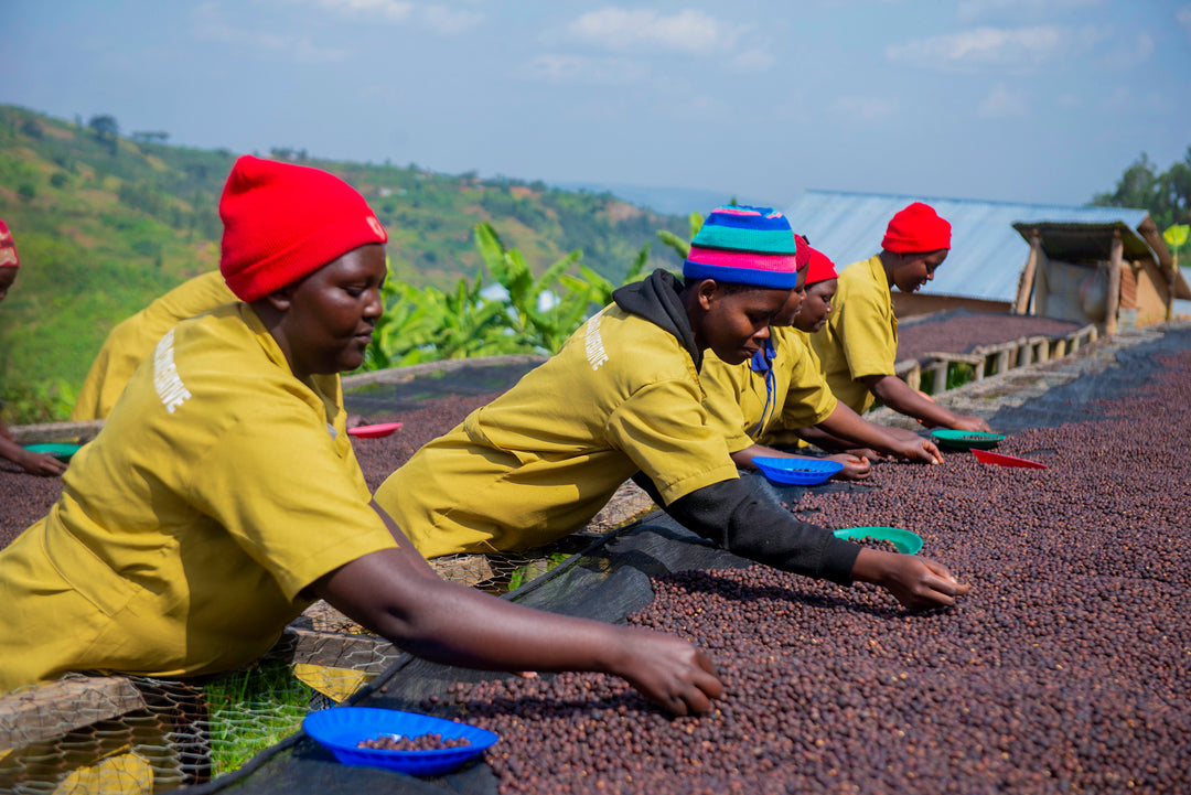 Workers sorting coffee beans 