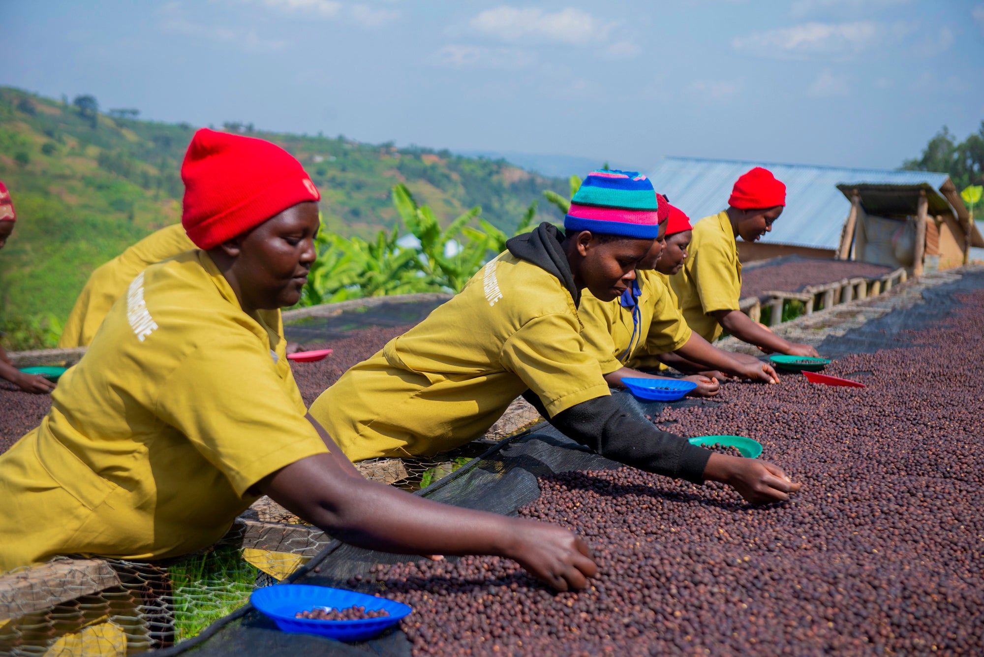Workers sorting coffee beans 